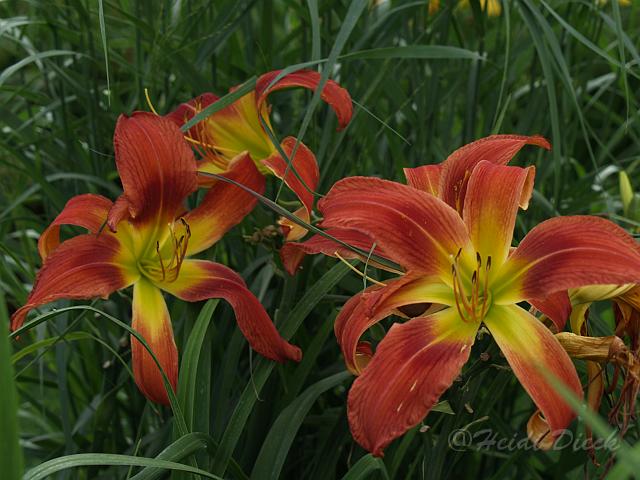 Hemerocallis Long Stocking.JPG